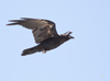 Common Raven